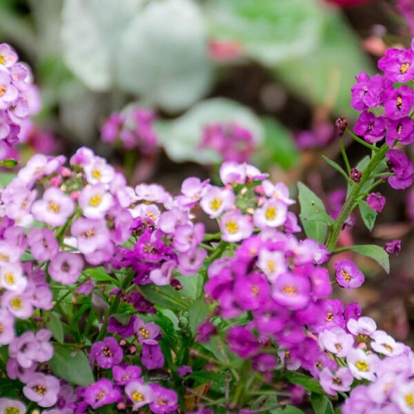 Alternative view of Alysum retombant