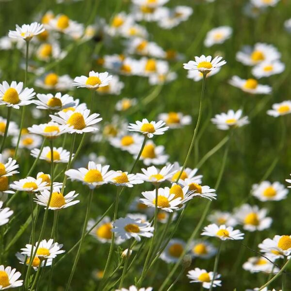 Anthemis