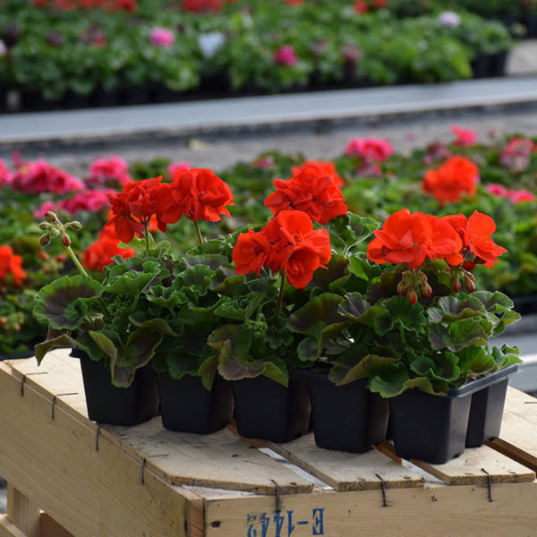 Barquette de 10 géraniums Droits