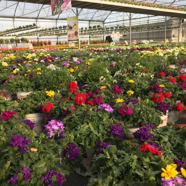 Alternative view of Confettis