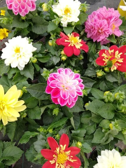 Dahlias nain