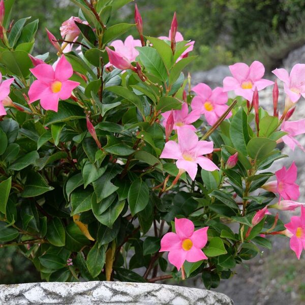 Alternative view of Dipladenias