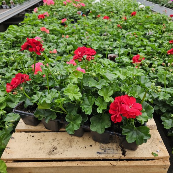 Barquette de 10 géraniums Lierres Doubles