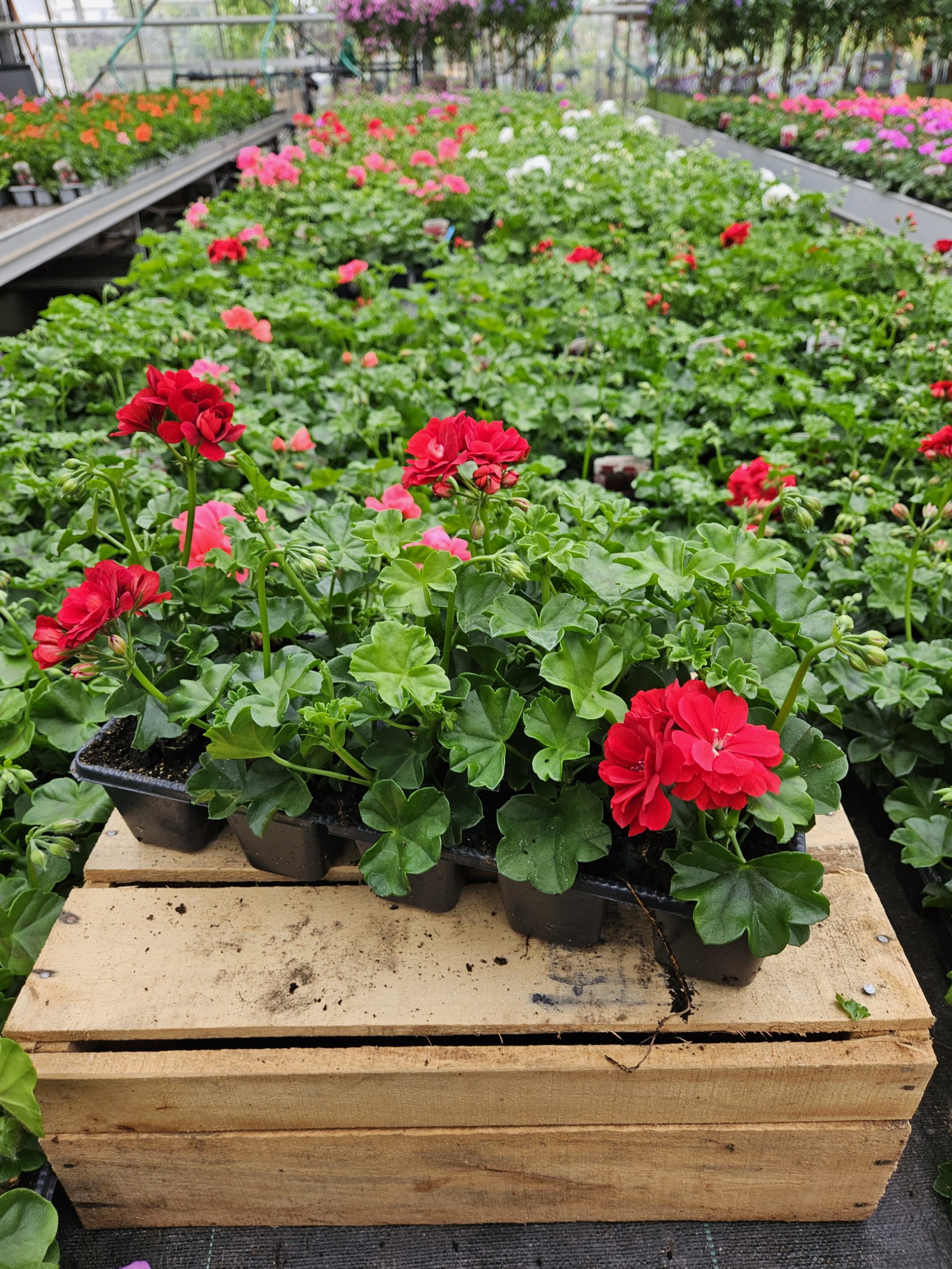 Barquette de 10 géraniums Lierres Doubles