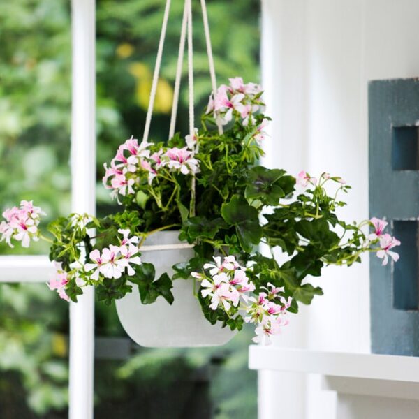 Alternative view of Géranium lierre Rouge