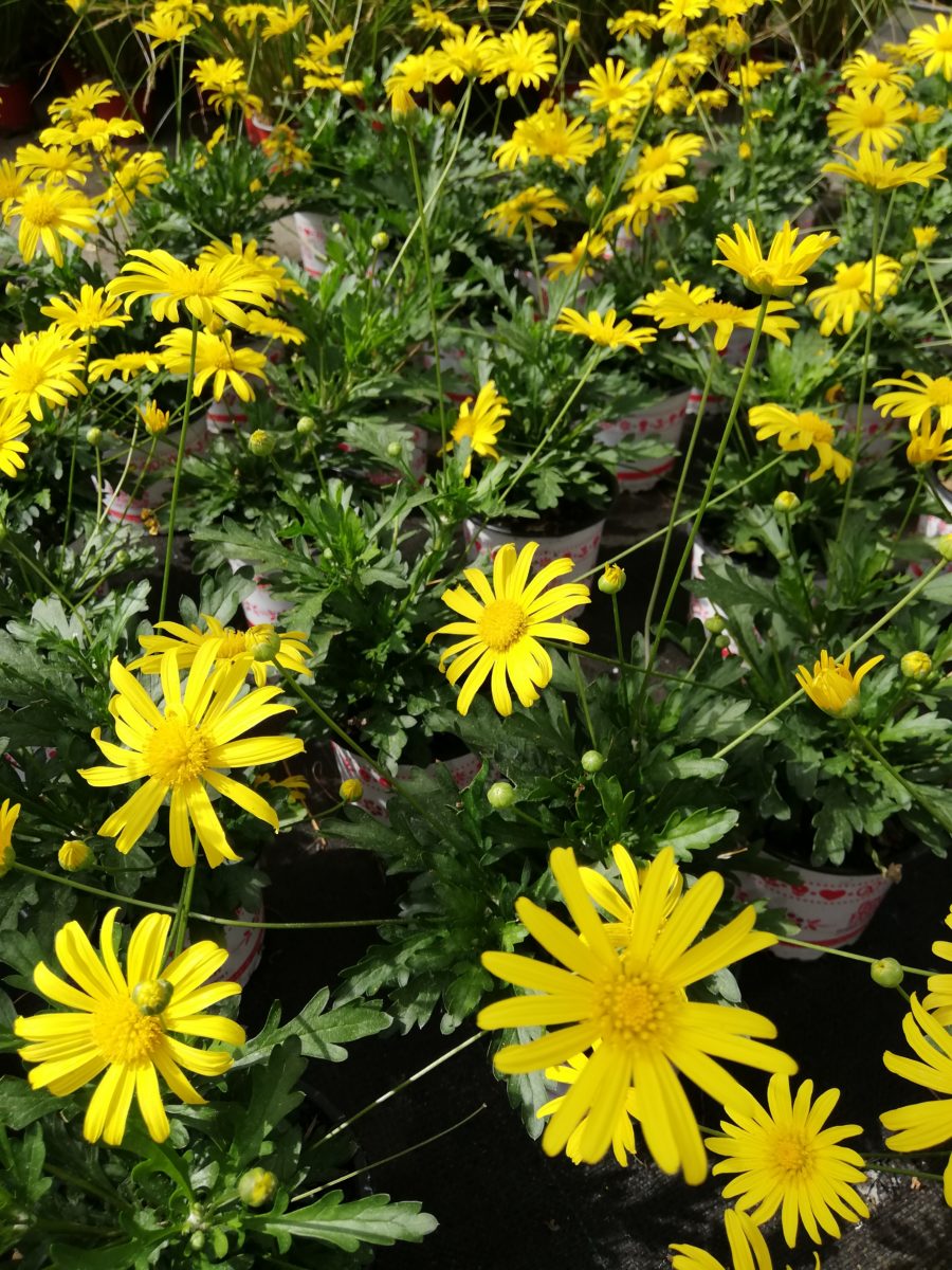 Euryops jaune