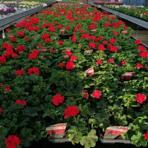 Barquette de 10 Géraniums