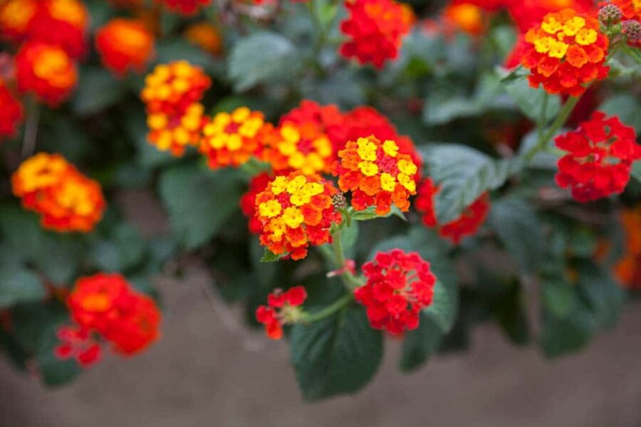 Lantanas jaune/orange