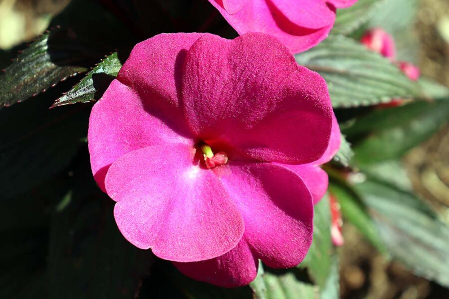 Guinée / Sunpatiens