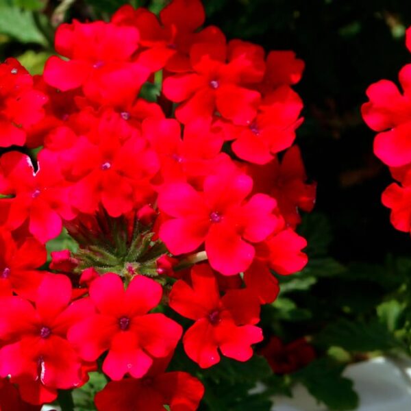 Alternative view of Verveine rouge