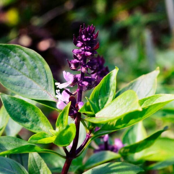 Alternative view of Basilic