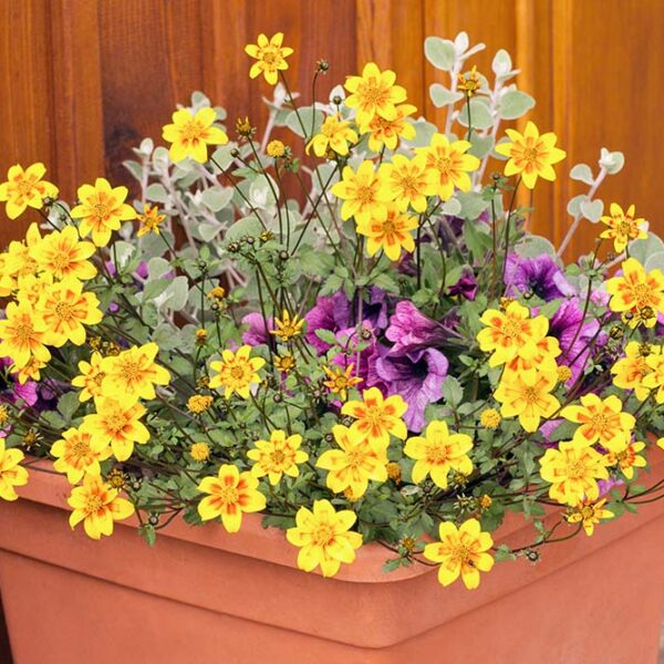 Alternative view of 🌼 Bidens Yellow Big – Le soleil en cascade