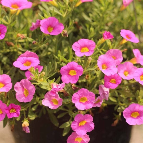 Alternative view of Calibrachoa Jaune (plante retombante)