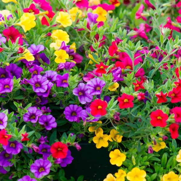 Alternative view of Calibrachoa blanc (plante retombante)