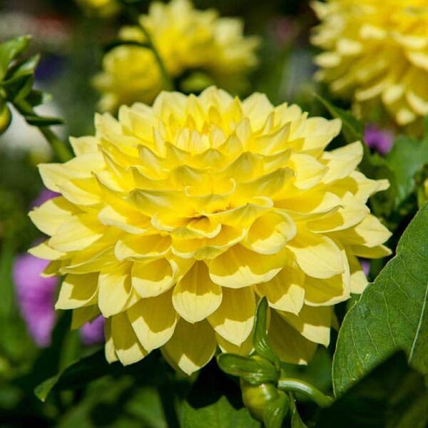 Alternative view of Dahlias nain