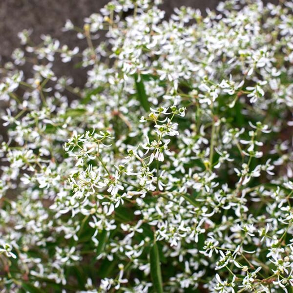 Euphorbe blanc