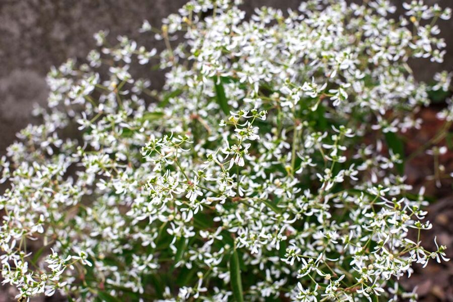 Euphorbe blanc
