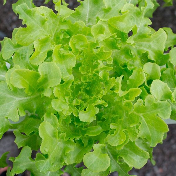 Barquette de 12 salades "Feuille de chêne"