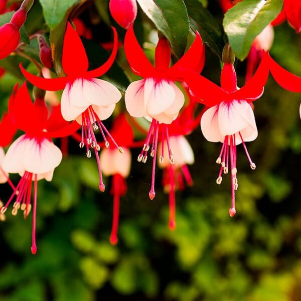Alternative view of Fuchsia