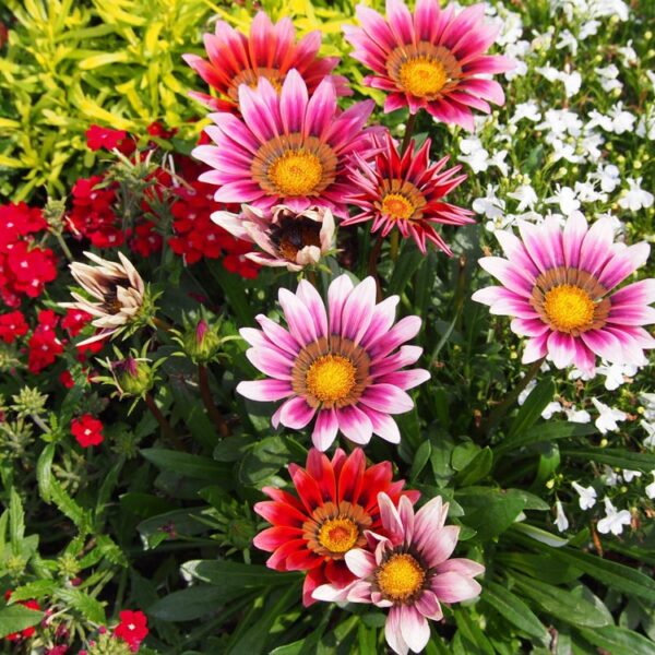 Alternative view of Gazanias mélange