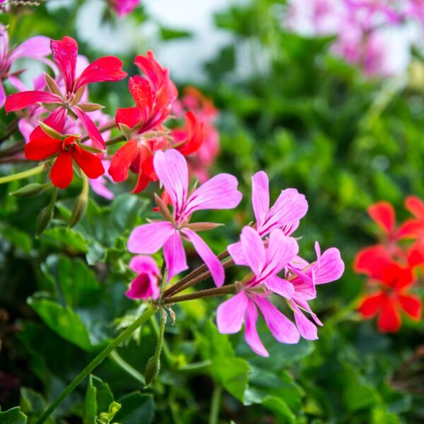 Géranium Lierre Simple