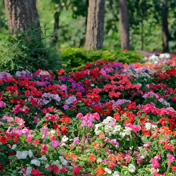 Plantes à massif