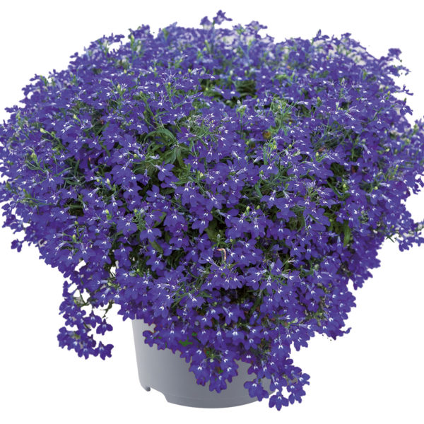 🌿 Lobélia retombant – Une cascade de fleurs bleues 🌿