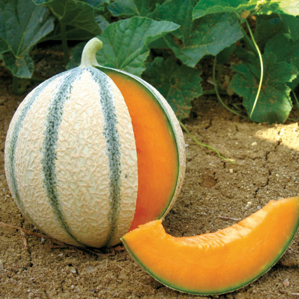 Melon Funambule (charantais)