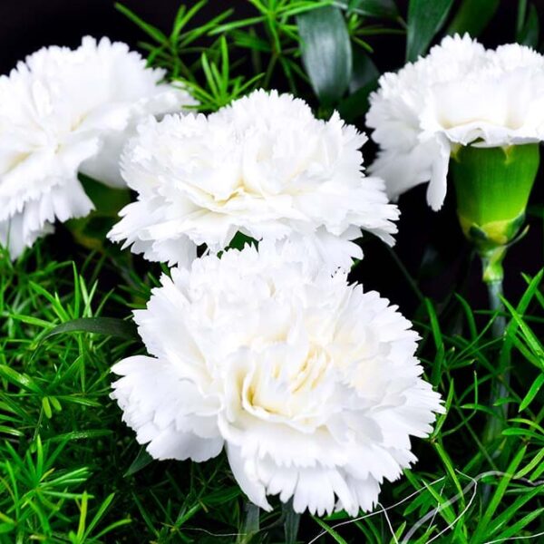 Alternative view of Oeillet vivace