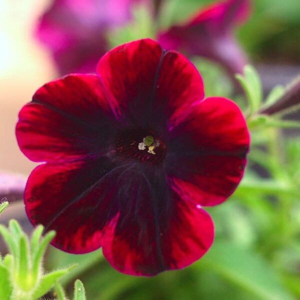 Alternative view of Potunias