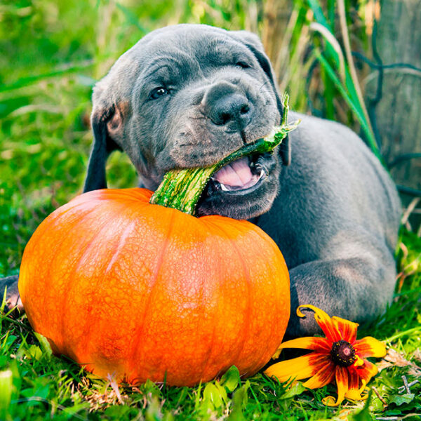 Potiron Rouge Vif d’Étampes – Authentique, généreux et incontournable