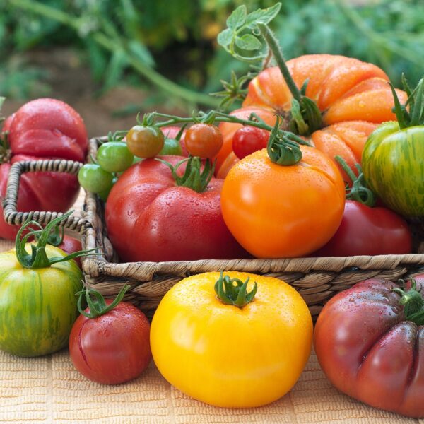 Tomate ancienne mélange (500gr) (Barthel)
