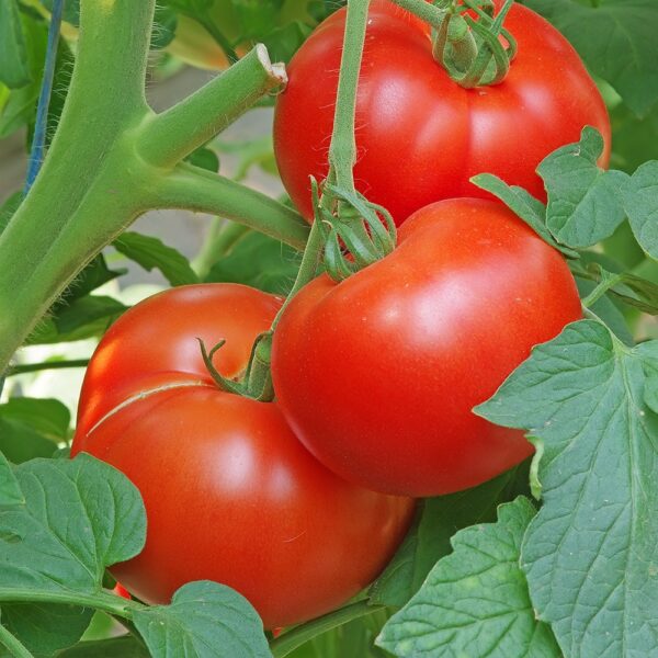 Tomate "Maestria" greffée