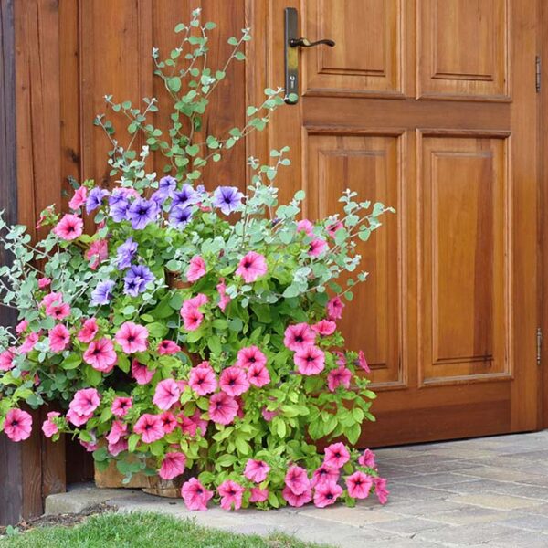 Alternative view of 🌺🌿 Surfinias Rose 💗🌿🌺