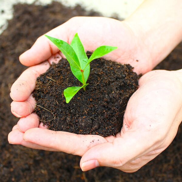 Terreaux et paillages