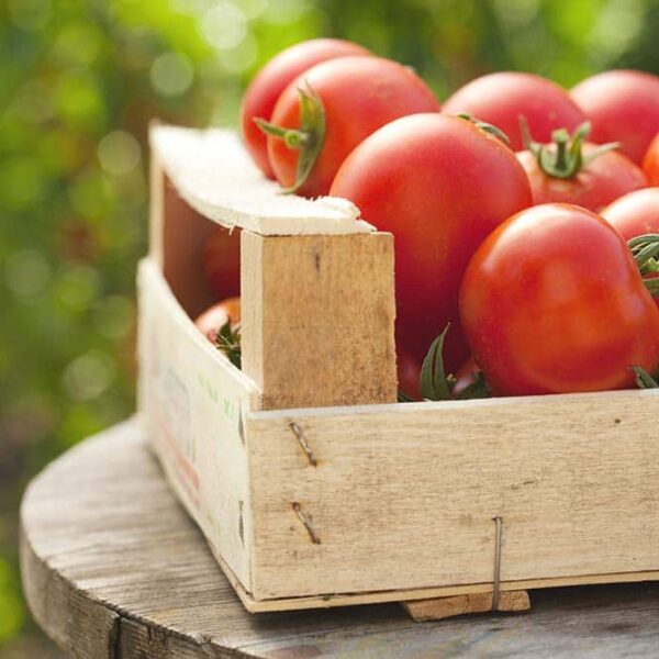 Tomate ronde 500gr  (Barthel)