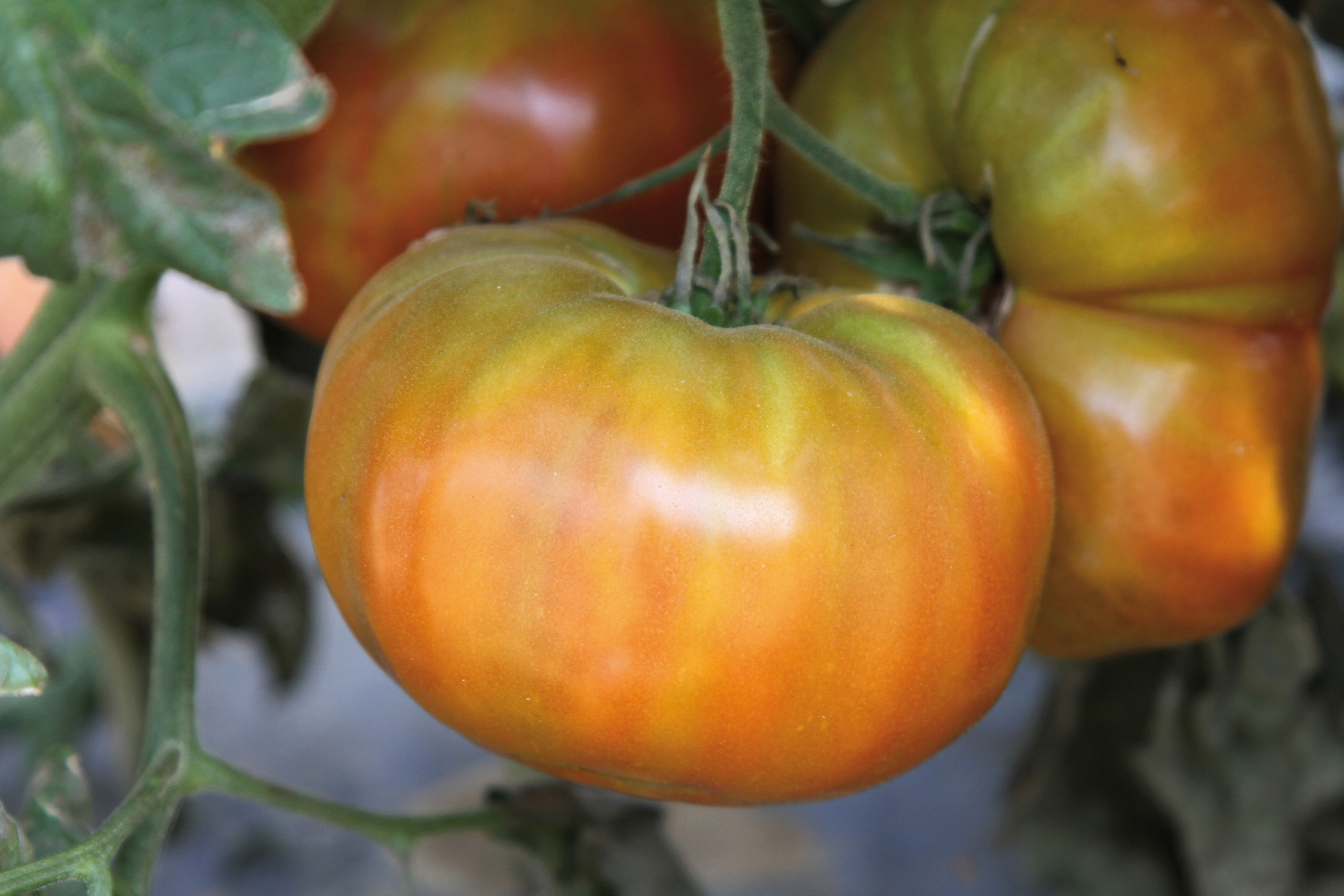 Tomate "Ananas" – Image 3