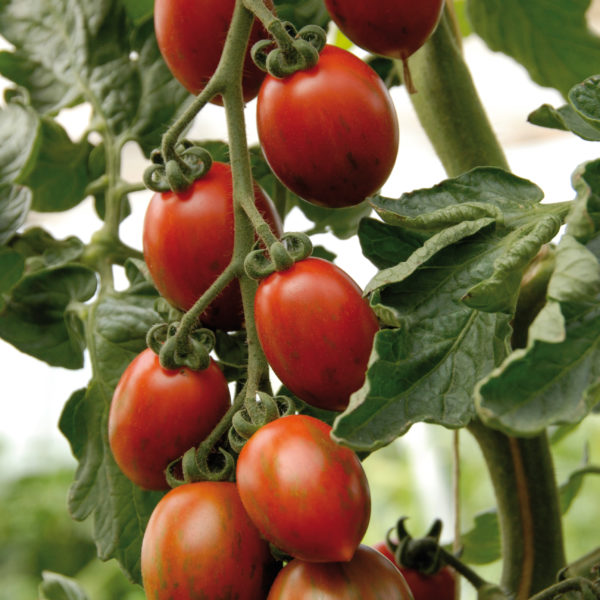 Tomate cerise "Cookie"