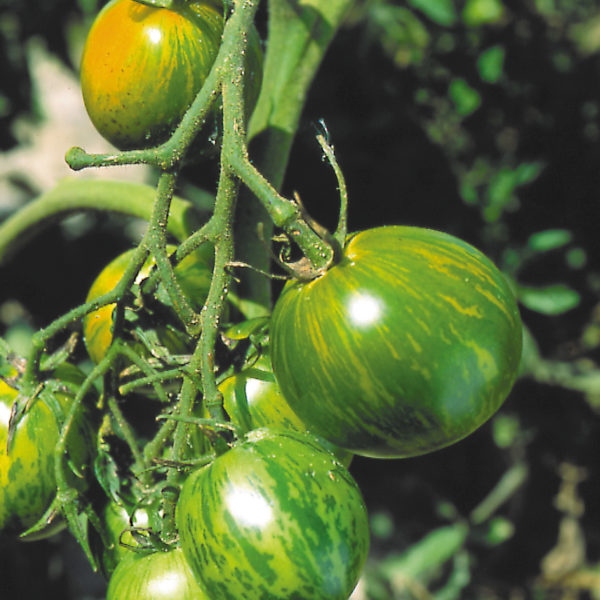 Alternative view of Tomate "Green Zebra"