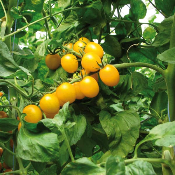 Alternative view of Tomate cerise "Jaune"