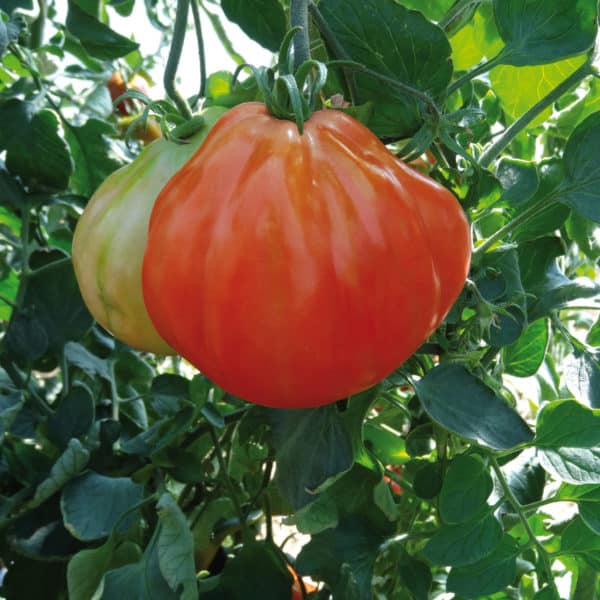 Alternative view of Tomate aumonière "Liguria"