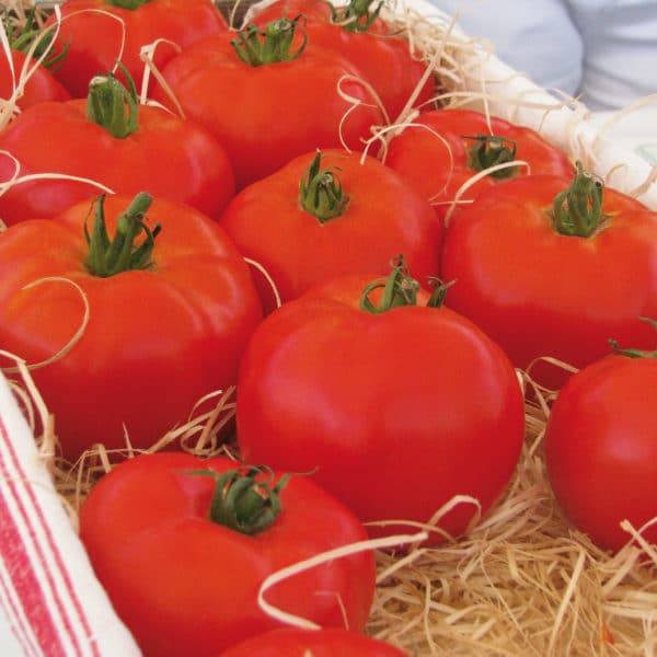 Alternative view of Tomate "Maestria"