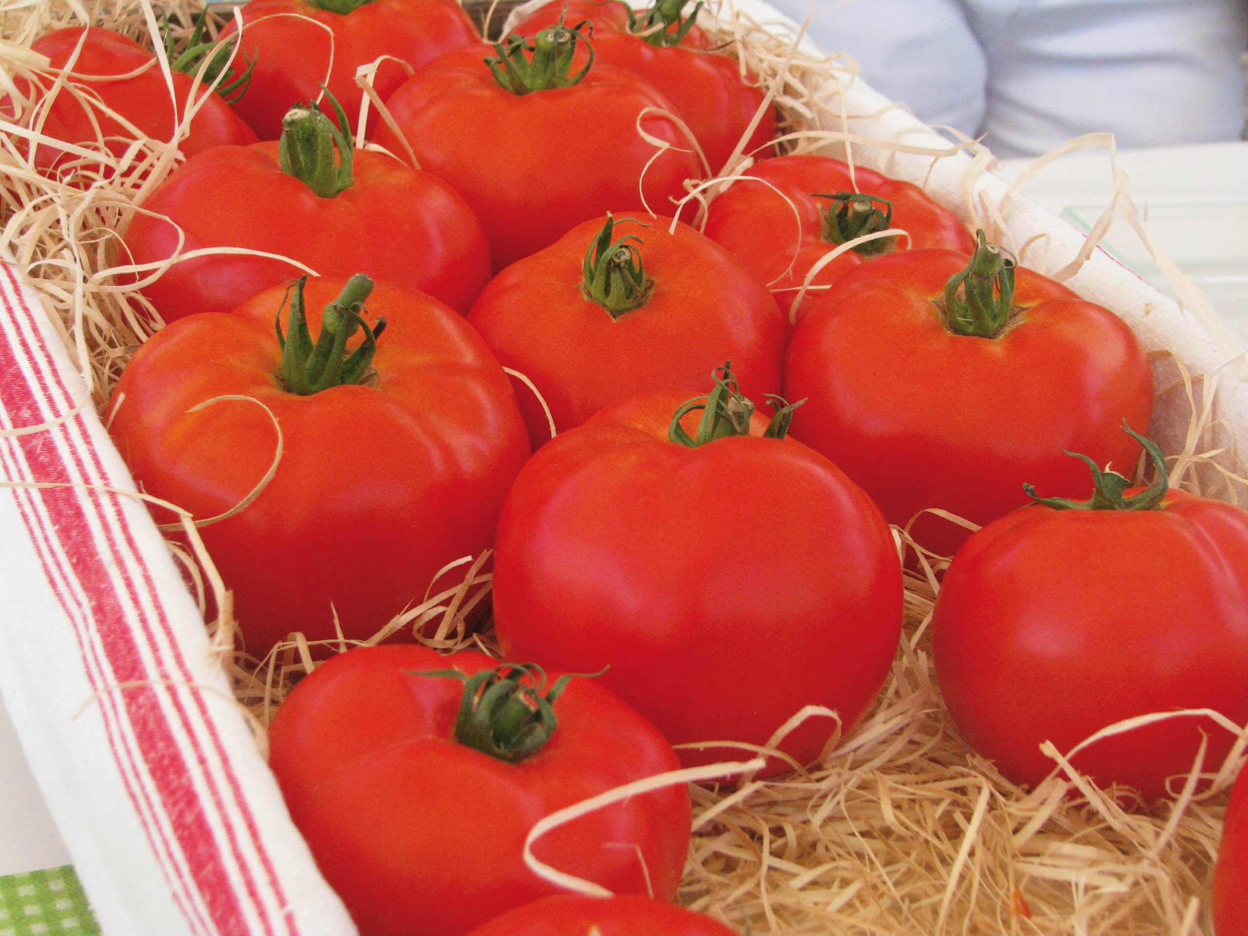 Tomate "Maestria" – Image 2