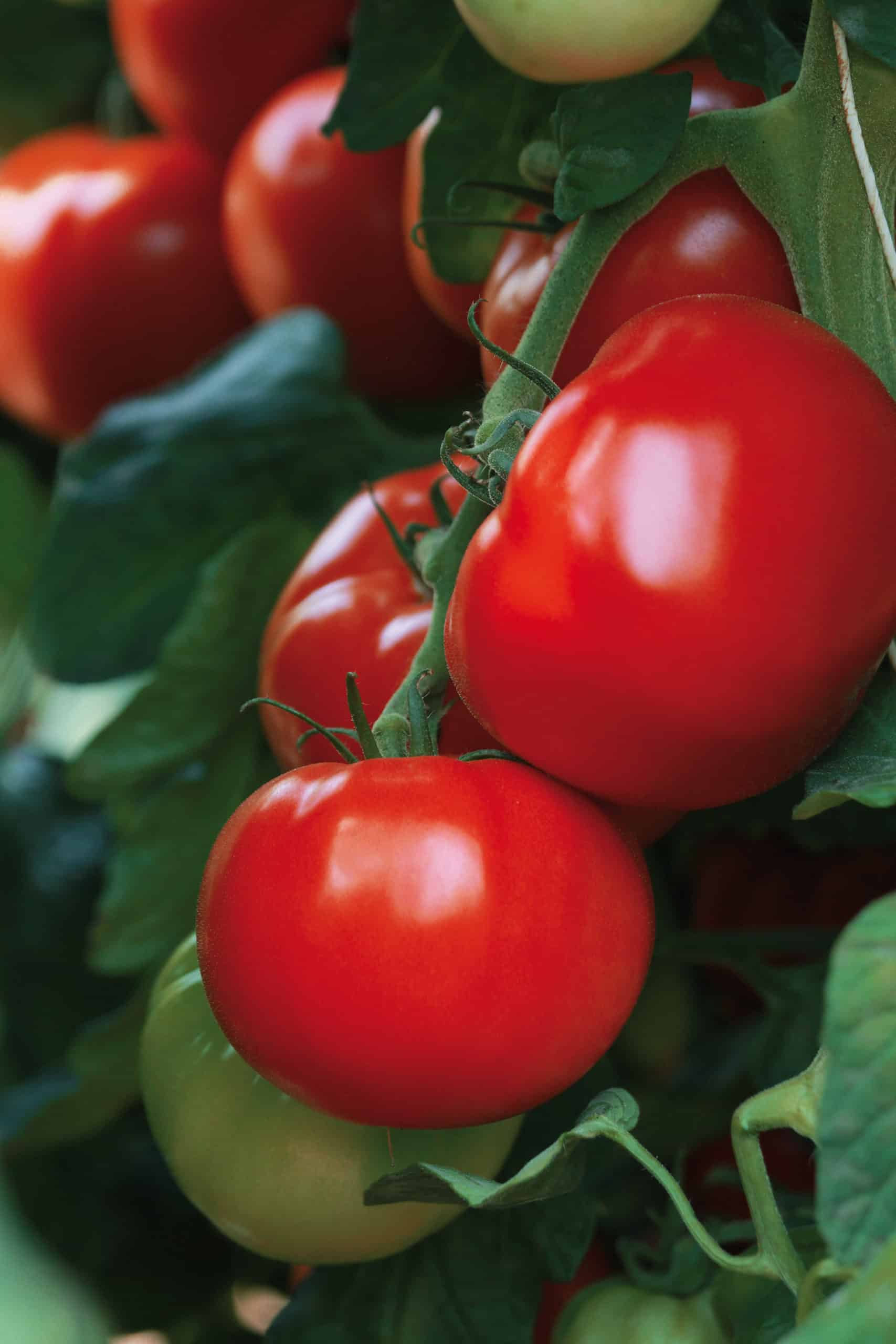 Tomate "Maestria" – Image 3