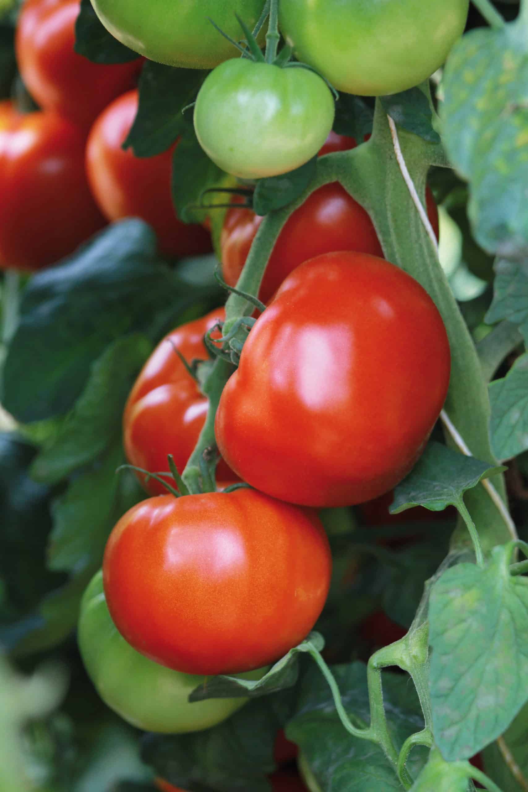 Tomate "Maestria"