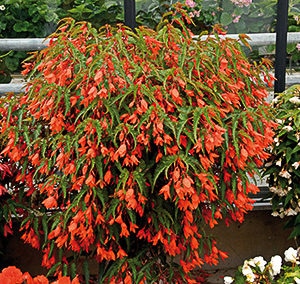 Bégonias "Summerwings" Orange