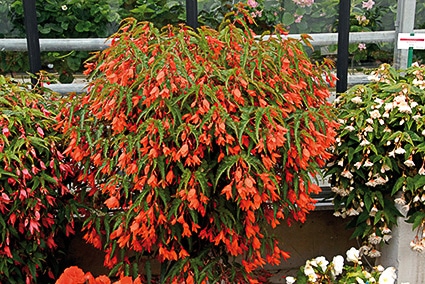Bégonias "Summerwings" Orange