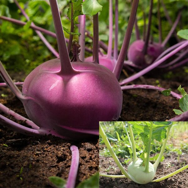 Chou rave barquette de 6