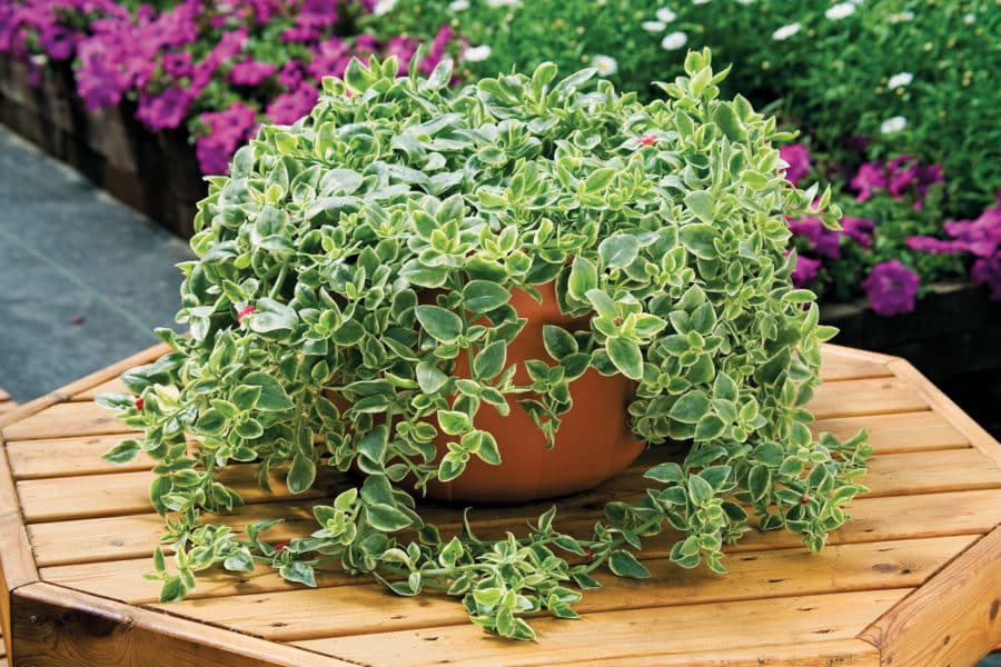 🌺 Dorotheantus – La plante résistante au cœur tendre ! 🌺