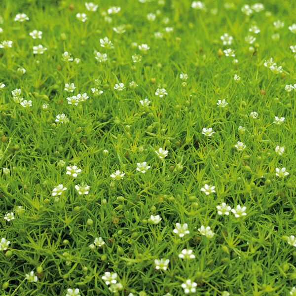 Alternative view of Sagine